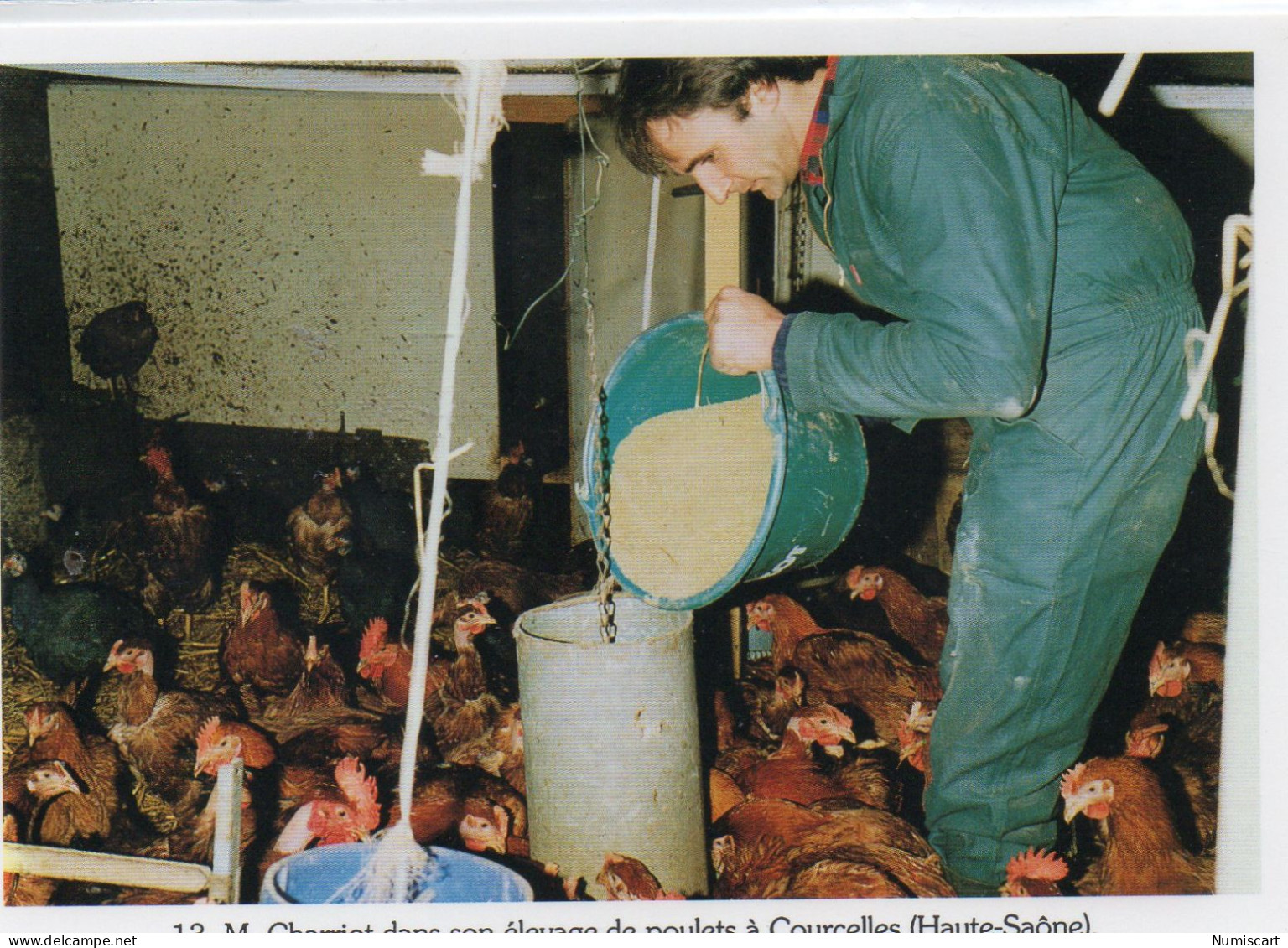 Agriculture Agricole M. Charriot Elevage De Poulets - Elevage