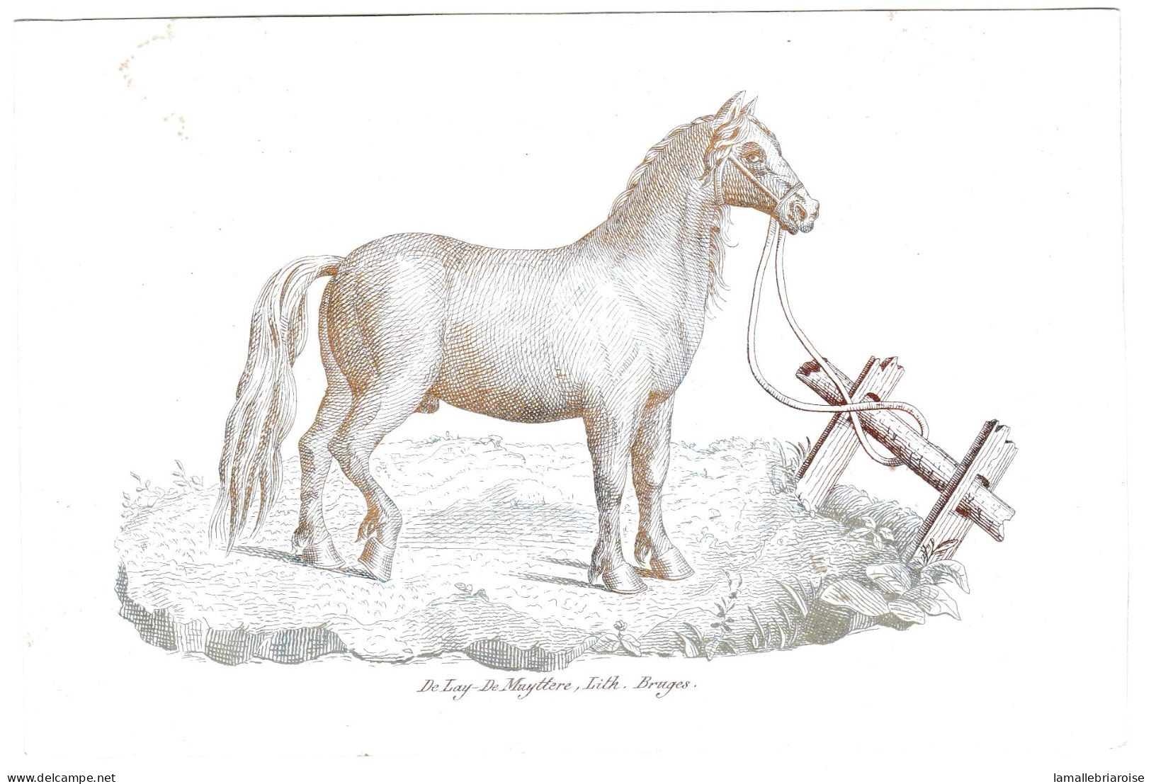 Belgique, "Carte Porcelaine" Porseleinkaart, Carte De Visite Avec Cheval,De Lay De Muyttere, Bruges 157x103mm - Porcelana