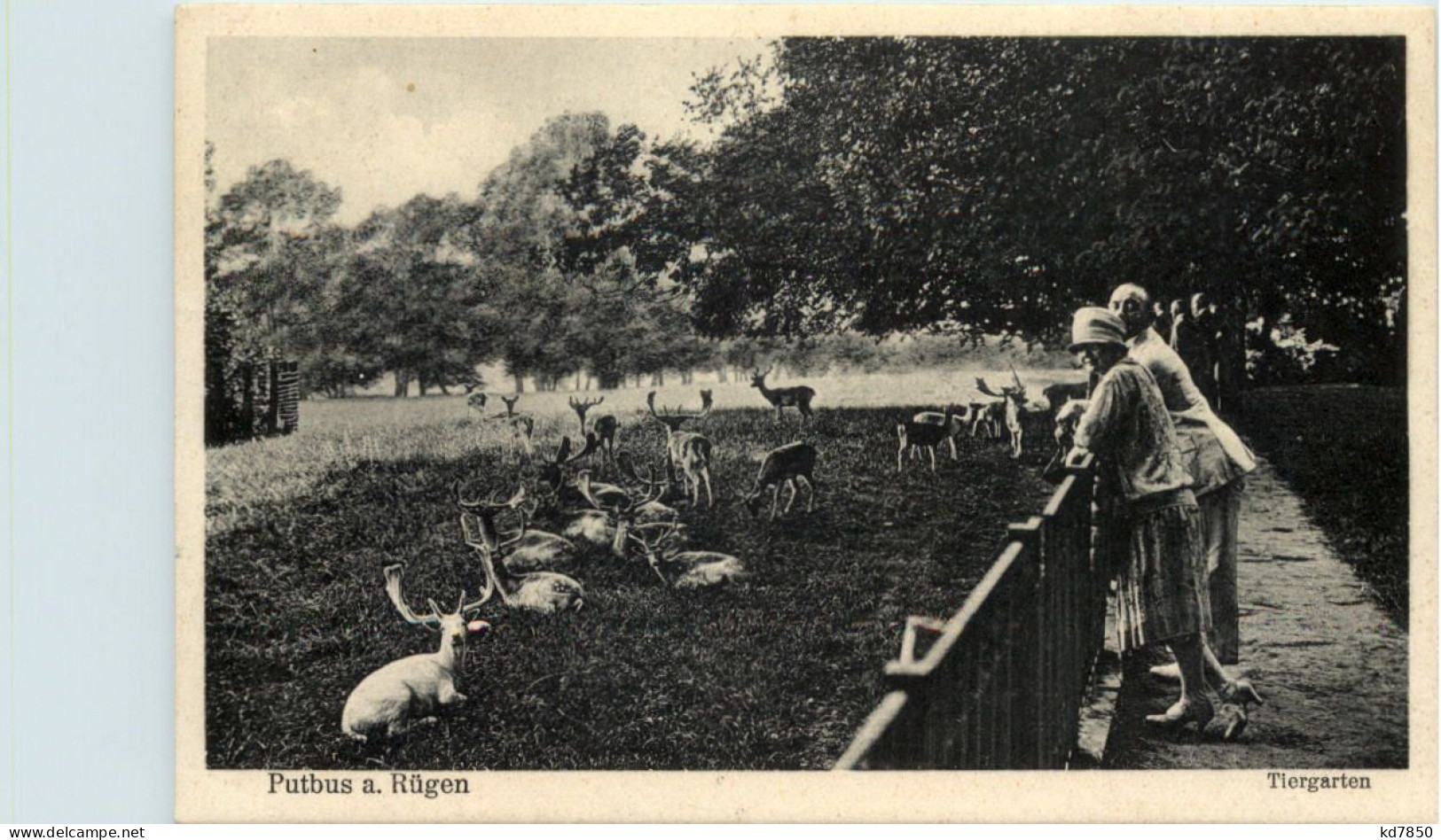 Putbus Auf Rügen - Tiergartenfer - Ruegen