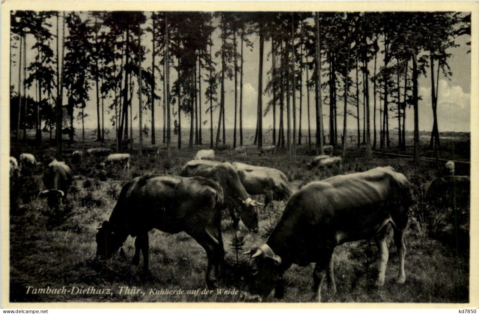 Tambach - Dietharz, Kuhherde Auf Der Weide - Tambach-Dietharz