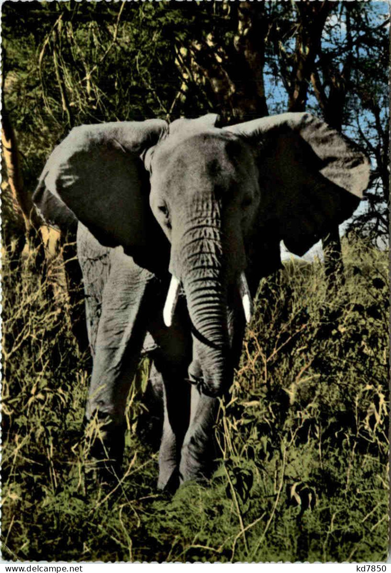 East Aftrican Game Elephant - Elefantes