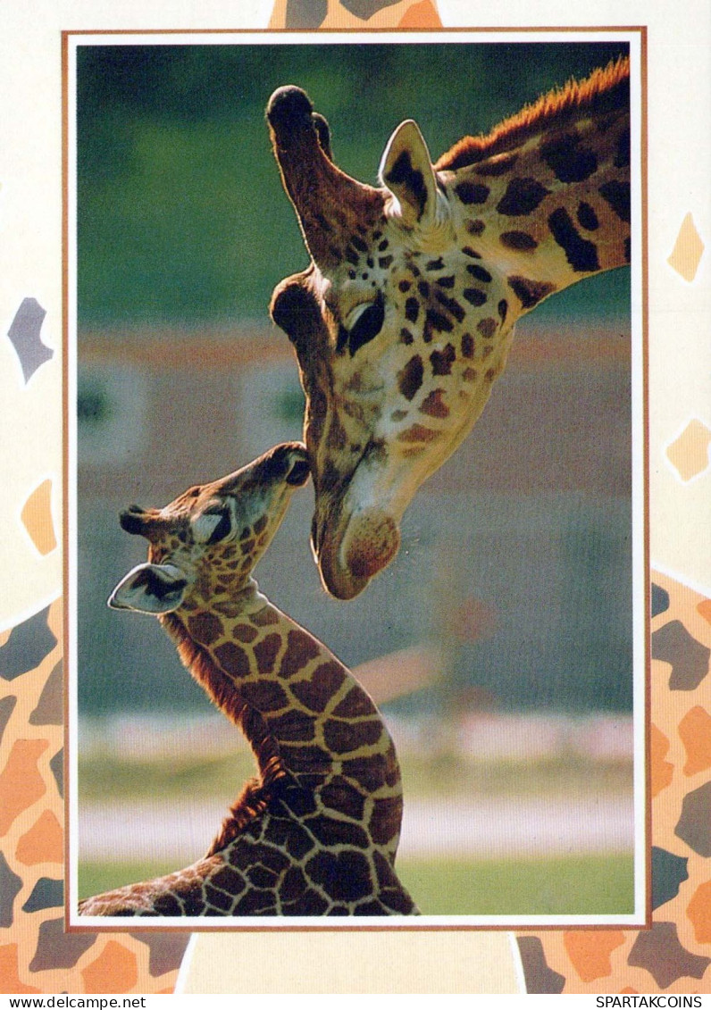 JIRAFA Animales Vintage Tarjeta Postal CPSM #PBS956.A - Giraffen