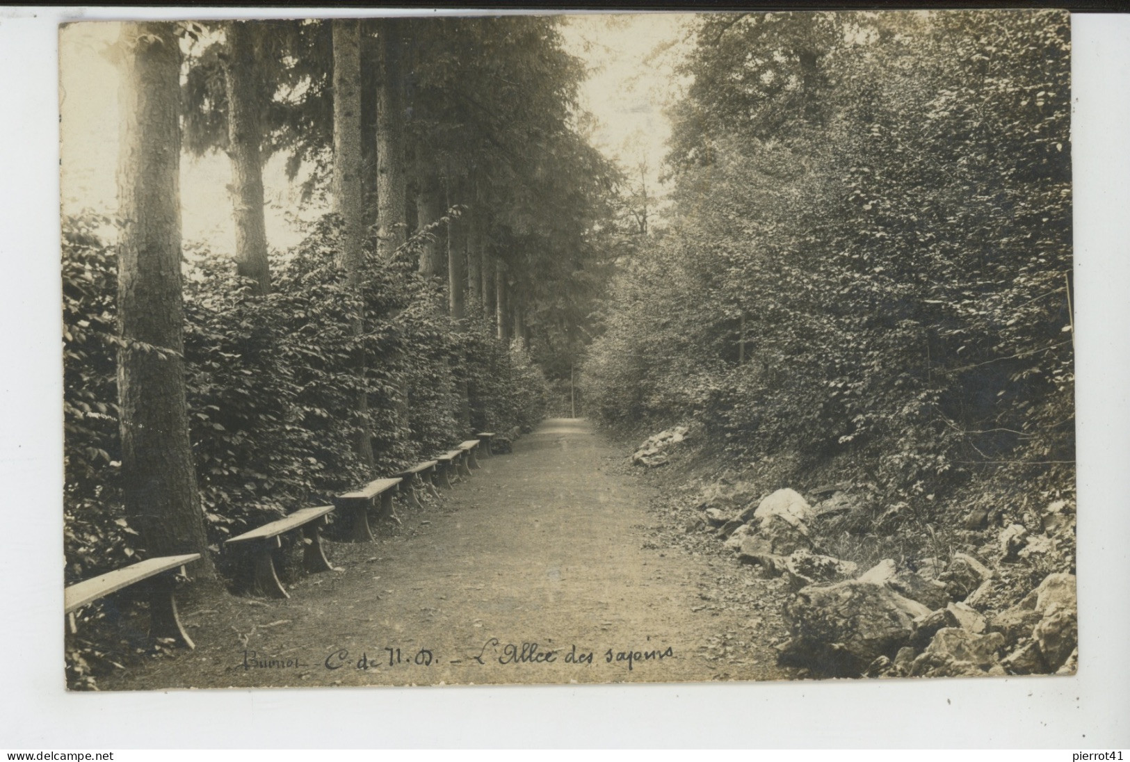 BELGIQUE - NAMUR - PROFONDEVILLE - VALLEE DU BURNOT - L'Allée Des Sapins (carte Photo) - Profondeville