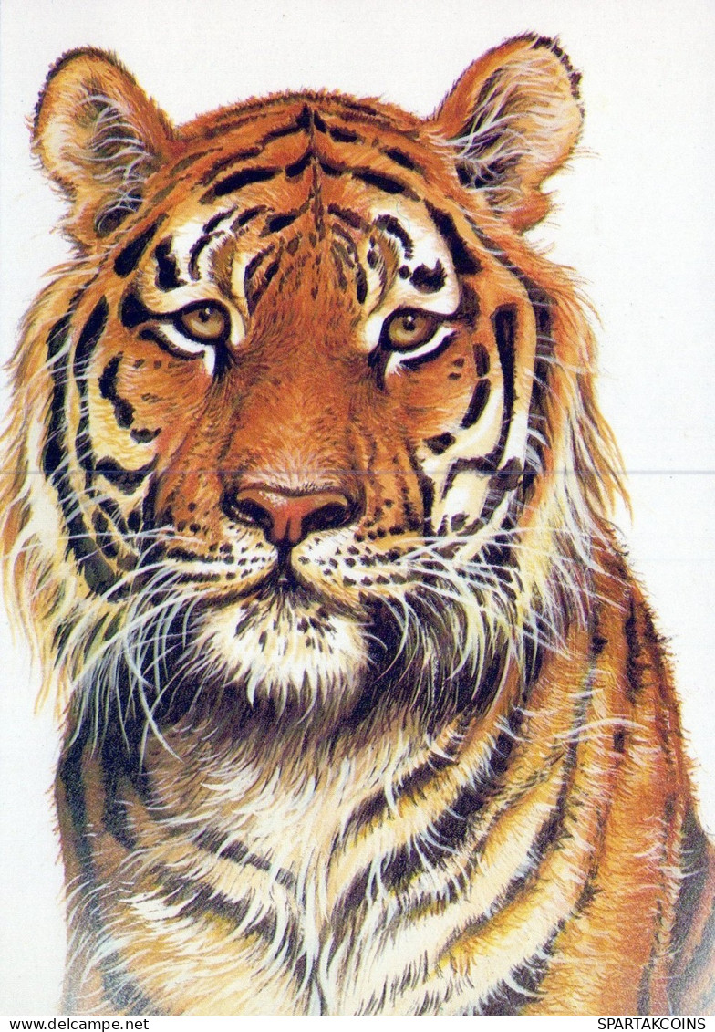 TIGER BIG CAT Animals Vintage Postcard CPSM Unposted #PAM029.GB - Tigri