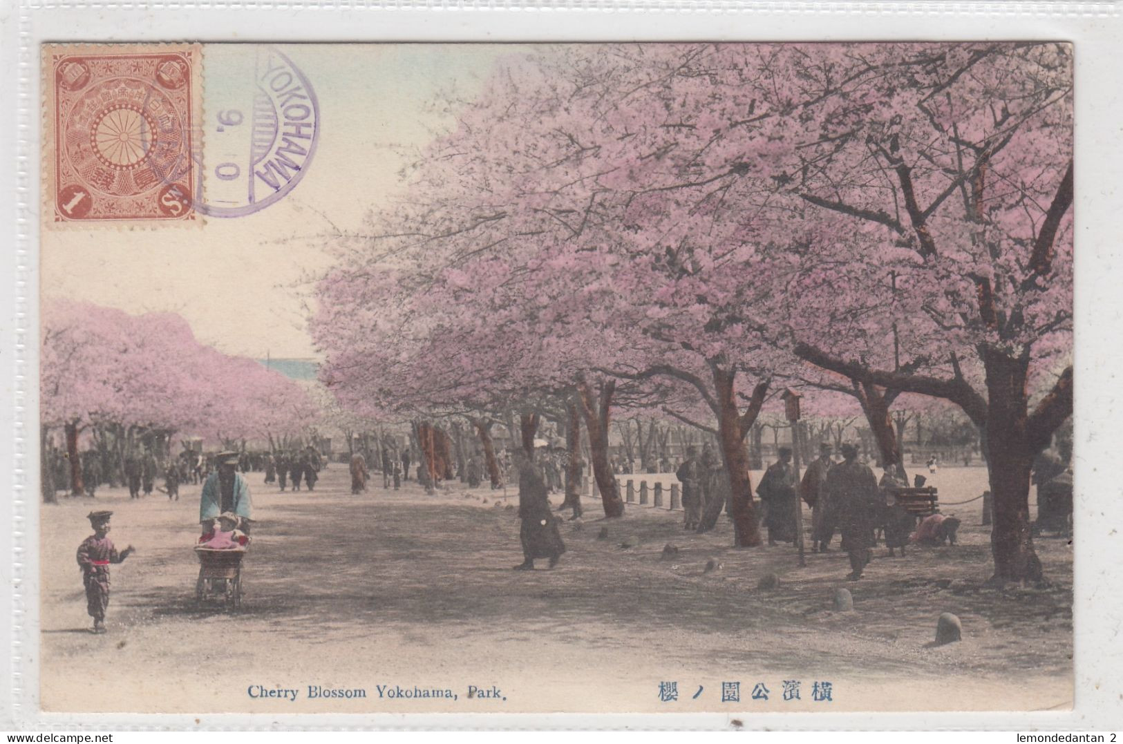 Cherry Blossom Yokohama Park. * - Yokohama