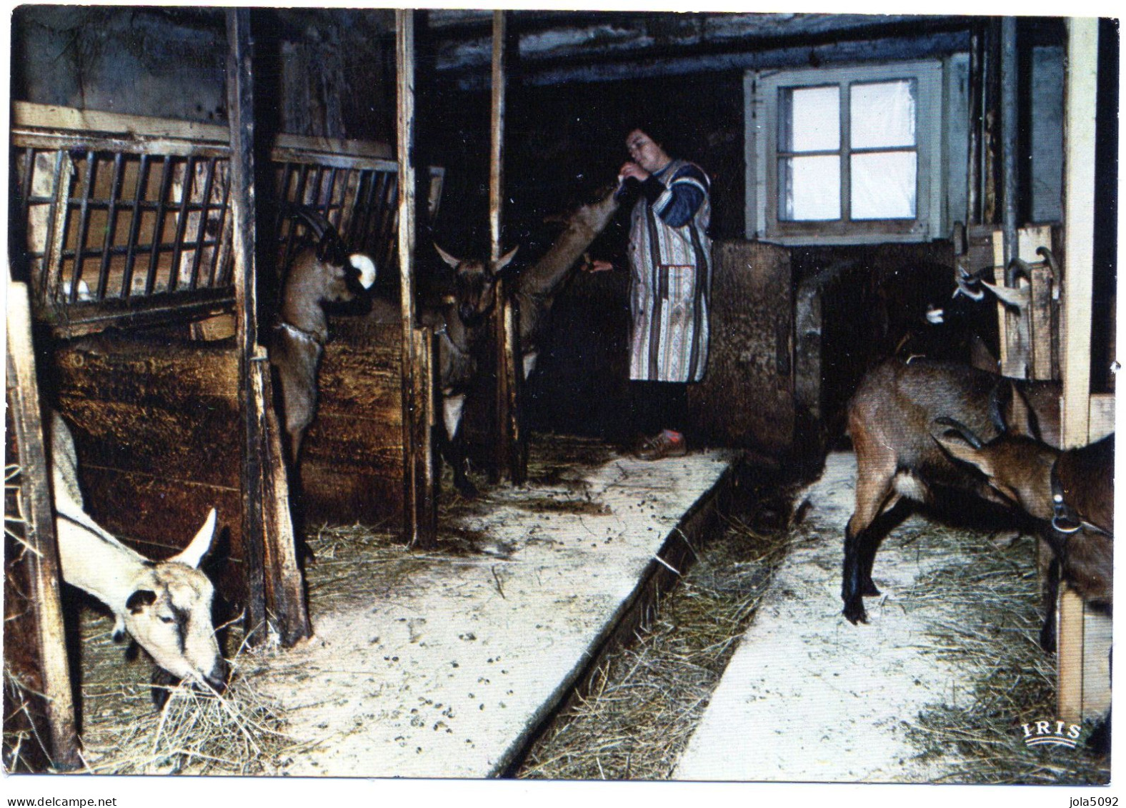Dans Une Ferme De Montagne - L'étable Des Chèvres - Farmers