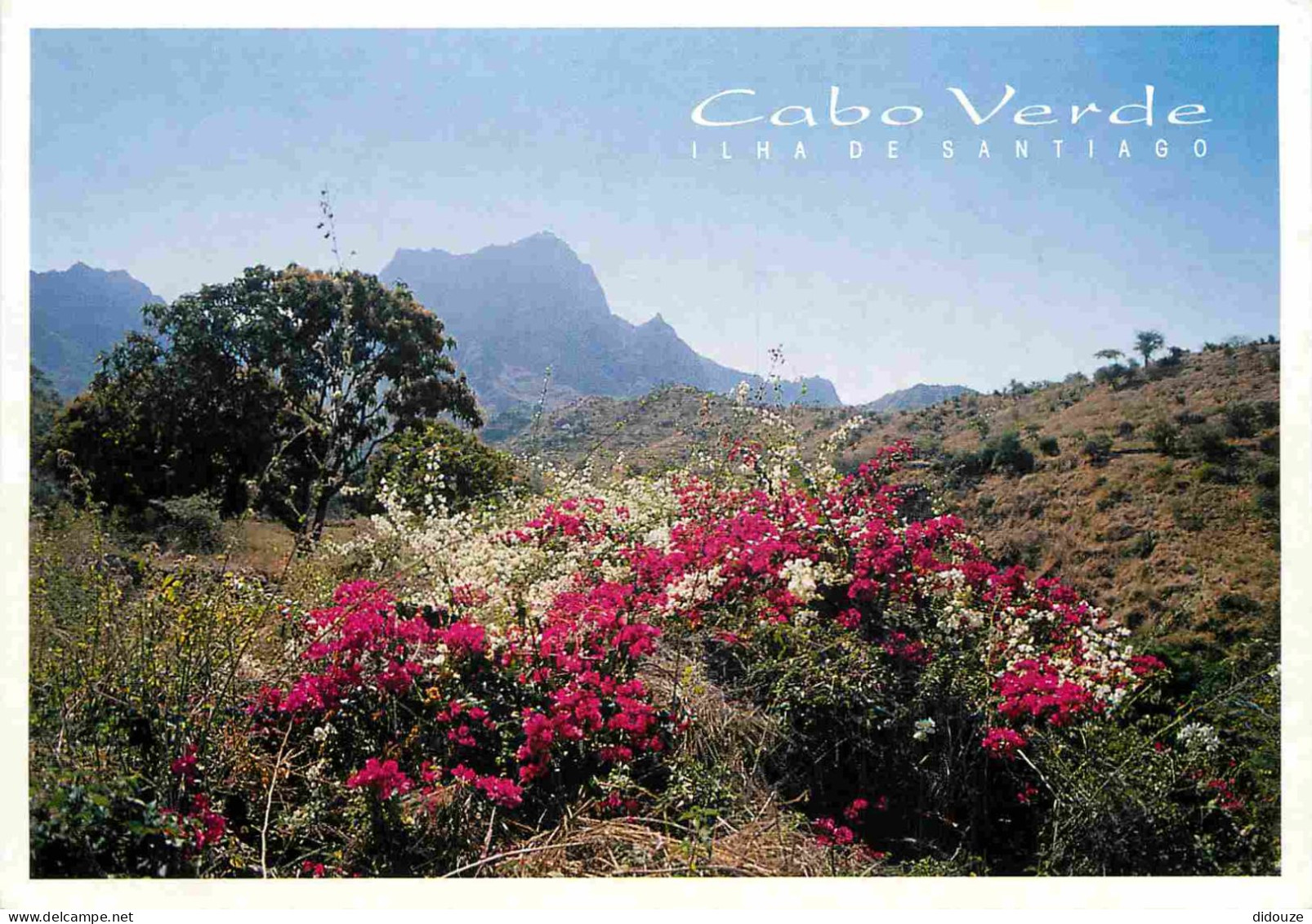 Cap Vert - Cabo Verde - Ilha De Santiago - Fleurs - CPM - Voir Scans Recto-Verso - Kaapverdische Eilanden