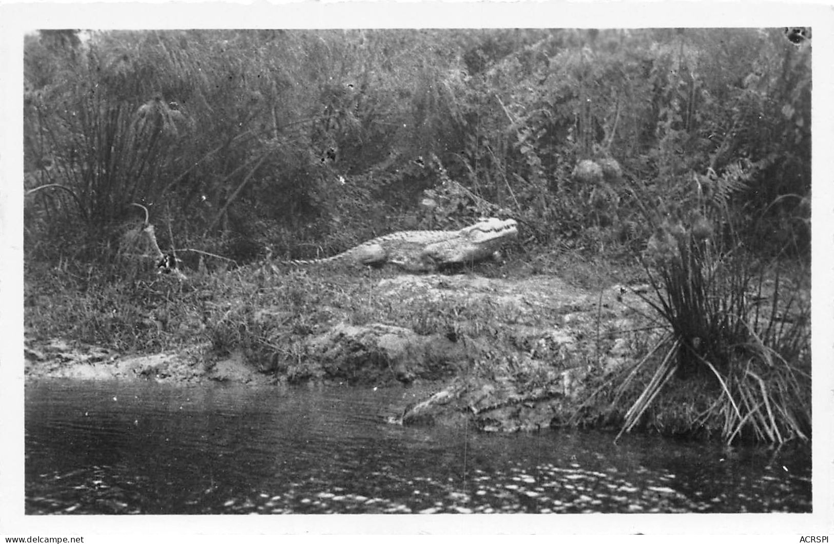 REPUBLIQUE DU CONGO POINTE NOIRE Caiman Sur La Riviere Loeme 27(scan Recto-verso) MA207 - Pointe-Noire