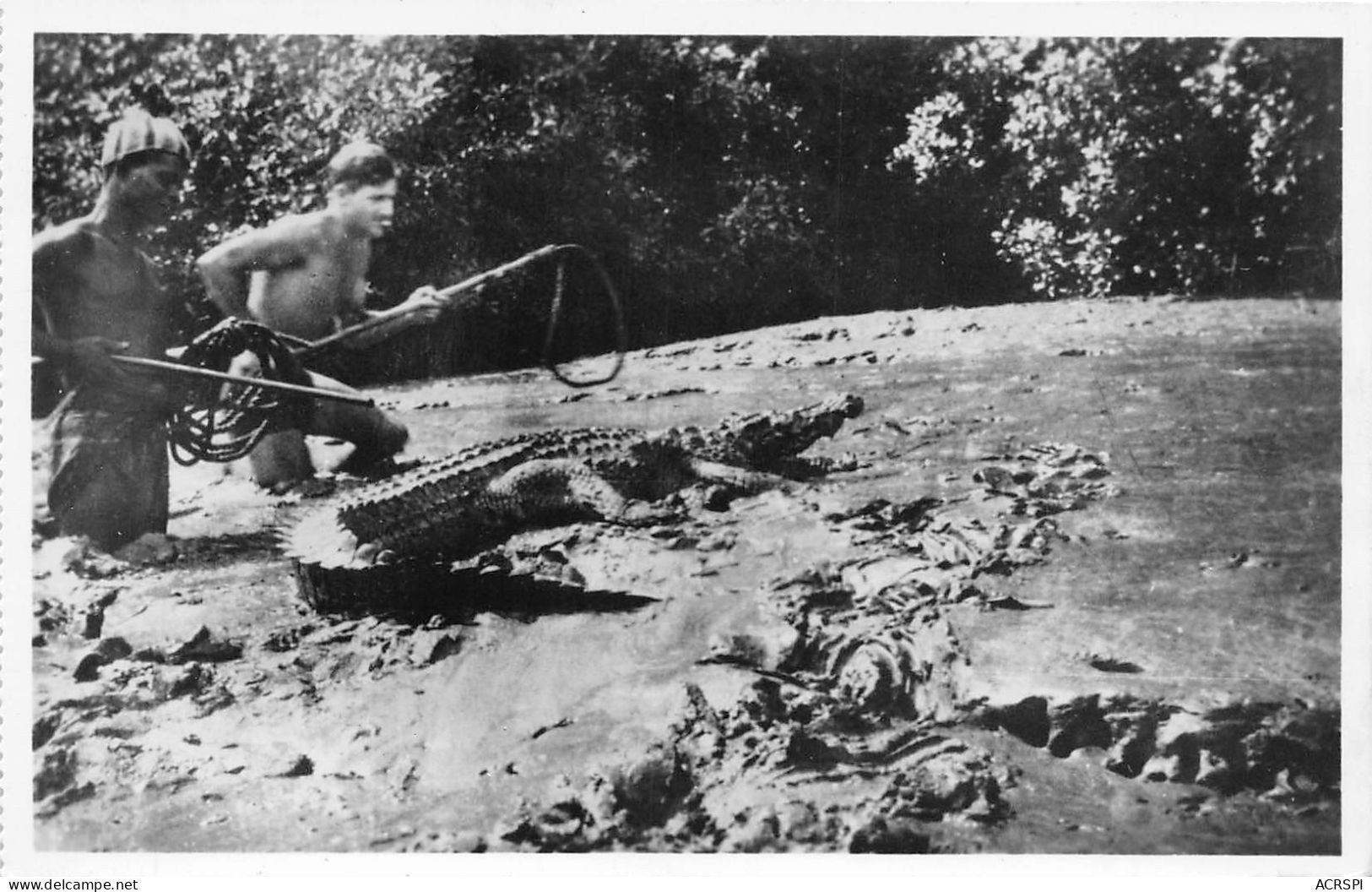 GUINEE FRANCAISE Capture D Un Caiman Dans La Vasse VIALLA Chasseur De Caimans 17(scan Recto-verso) MA239 - Frans Guinee