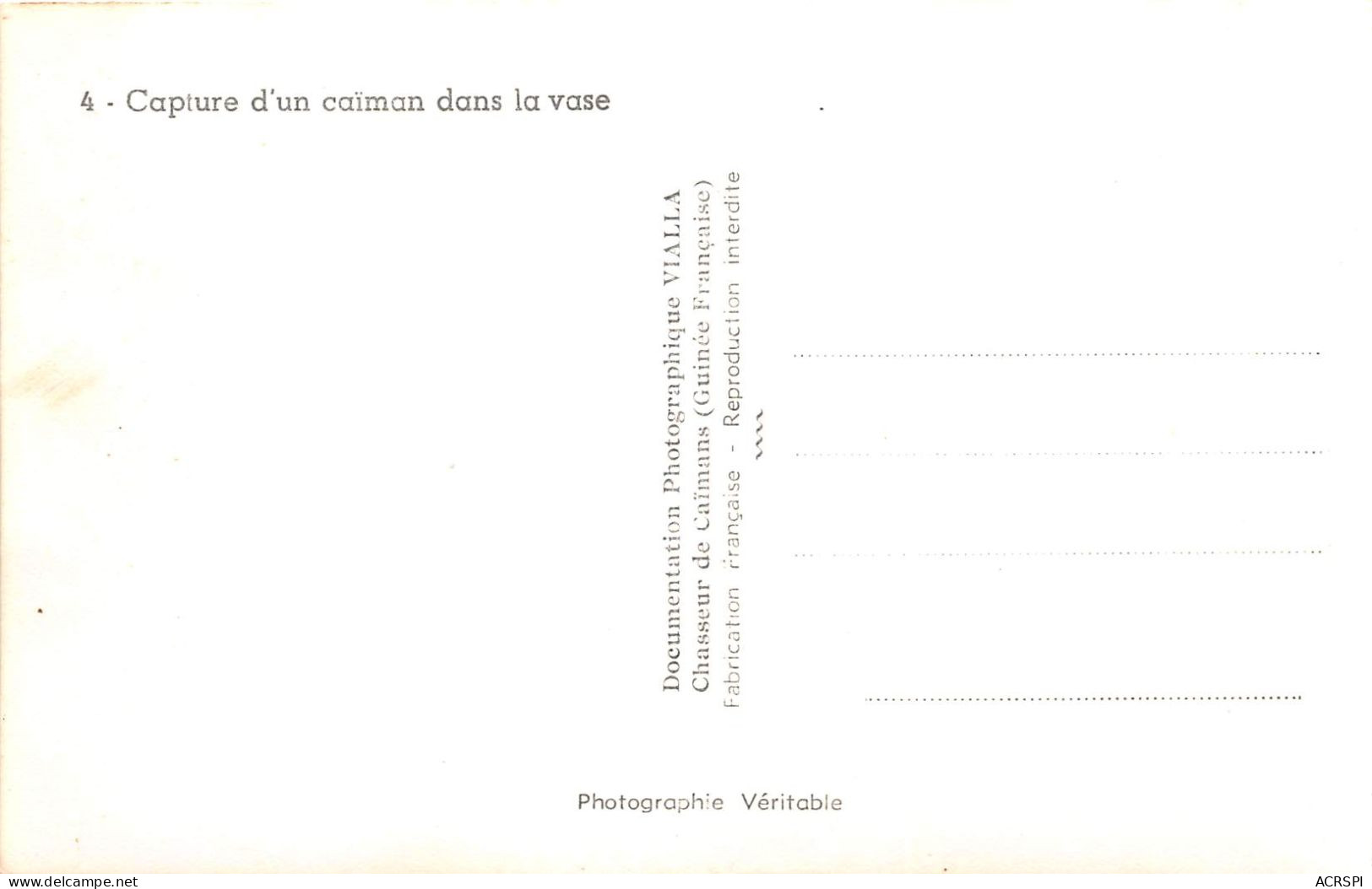 GUINEE FRANCAISE Capture D Un Caiman Dans La Vasse VIALLA Chasseur De Caimans 17(scan Recto-verso) MA239 - Frans Guinee