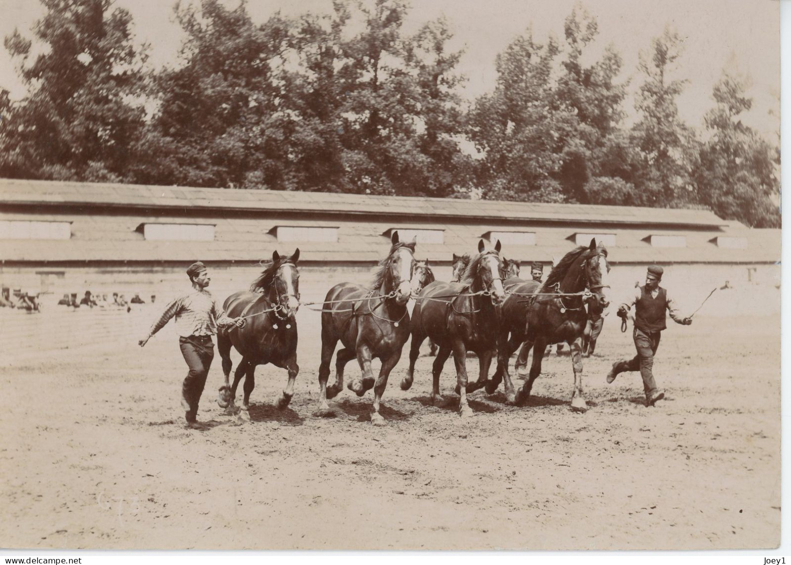 Photo  Attelage De Chevaux à L Entrainement Albuminée Format 16/11 - Oud (voor 1900)