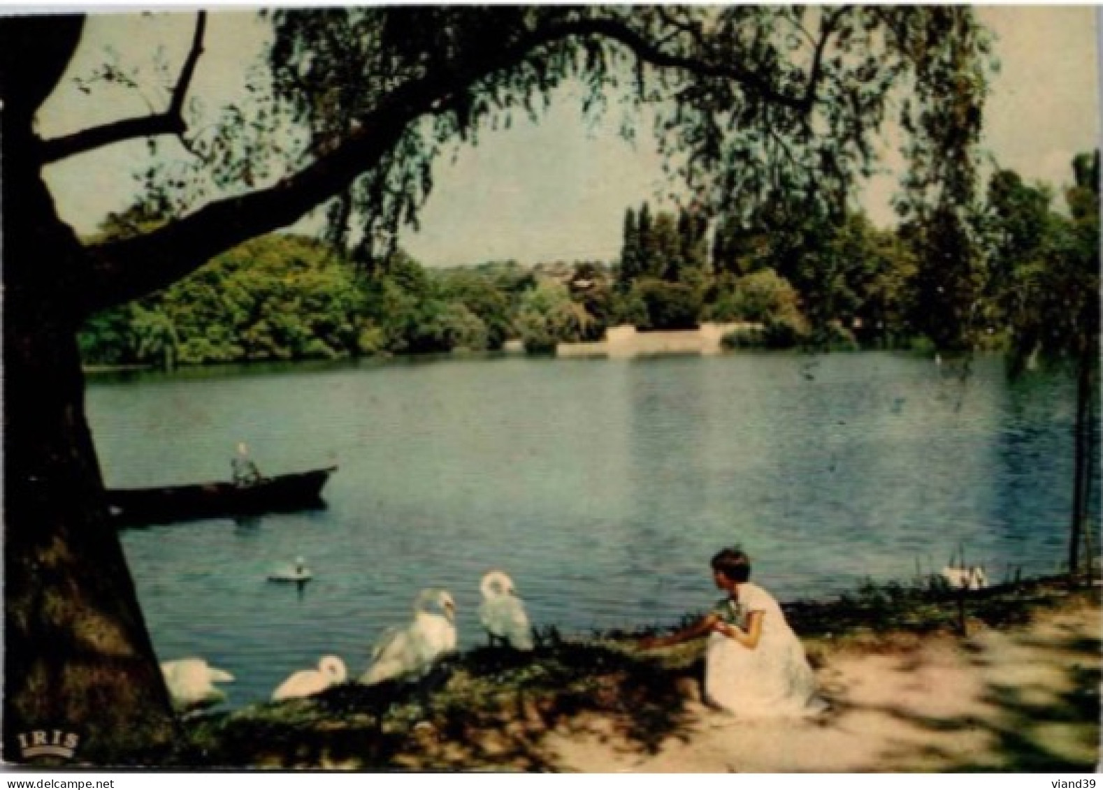 LYON. -  Les Cygnes Du Parc De La Tête D'Or. .    Non écrite.      Traces De Collage Au Dos - Lyon 6