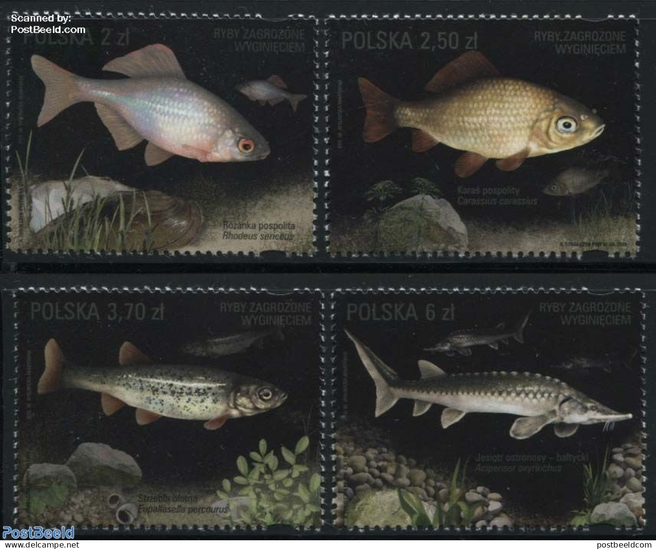 Poland 2016 Endangered Fish 4v, Mint NH, Nature - Fish - Nuovi