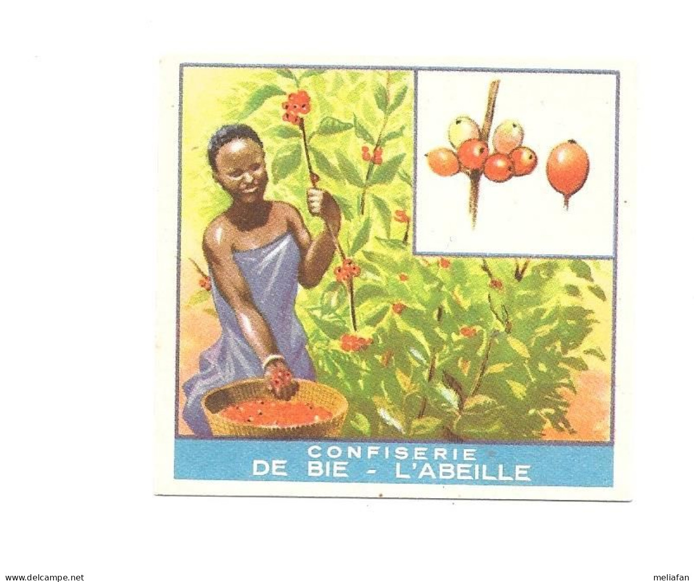 BW73 - CHROMOS CONFISERIE DE BIE L'ABEILLE - CONGO BELGE - CULTURE DU CAFE - Autres & Non Classés