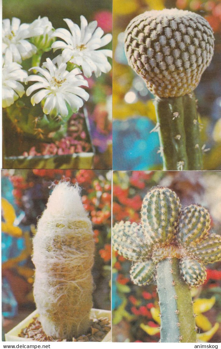 UdSSR, 13 Bildpostkarten, Kakteen / USSR, 13 Picture Postcards, Cacti - Sukkulenten