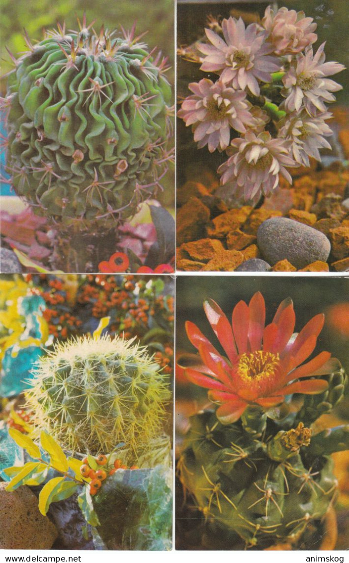 UdSSR, 13 Bildpostkarten, Kakteen / USSR, 13 Picture Postcards, Cacti - Cactusses