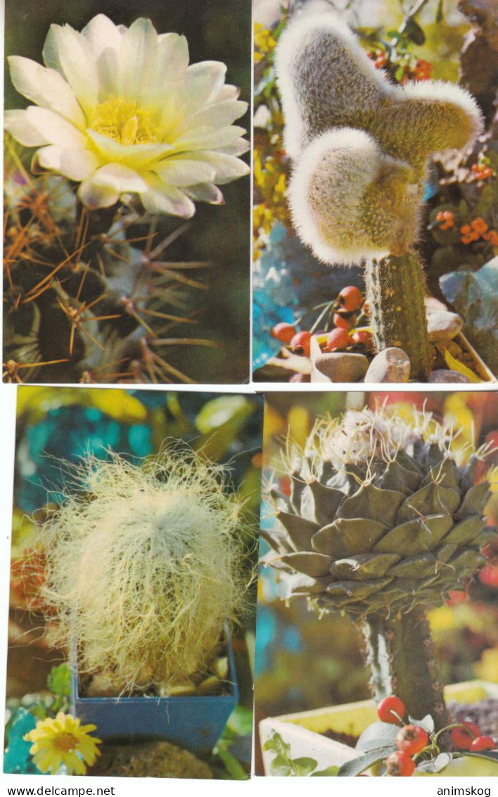 UdSSR, 13 Bildpostkarten, Kakteen / USSR, 13 Picture Postcards, Cacti - Cactus