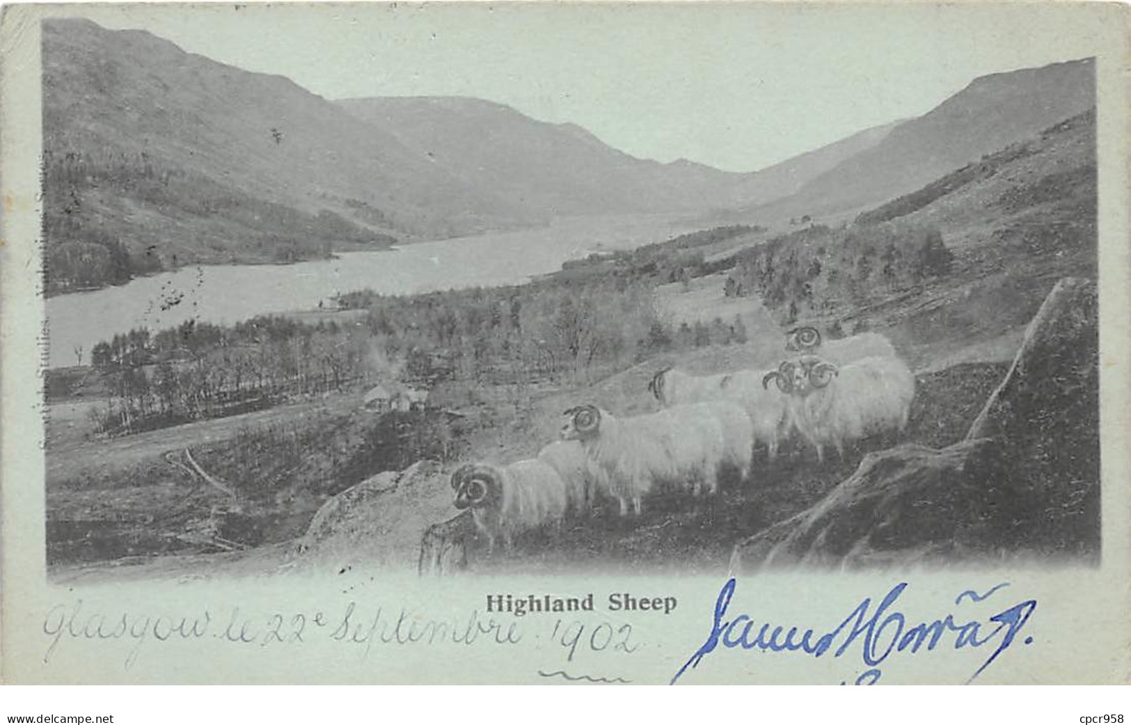 Royaume-Uni - N°65509 - ORKNEY - Highland Sheep - Bélier - Orkney