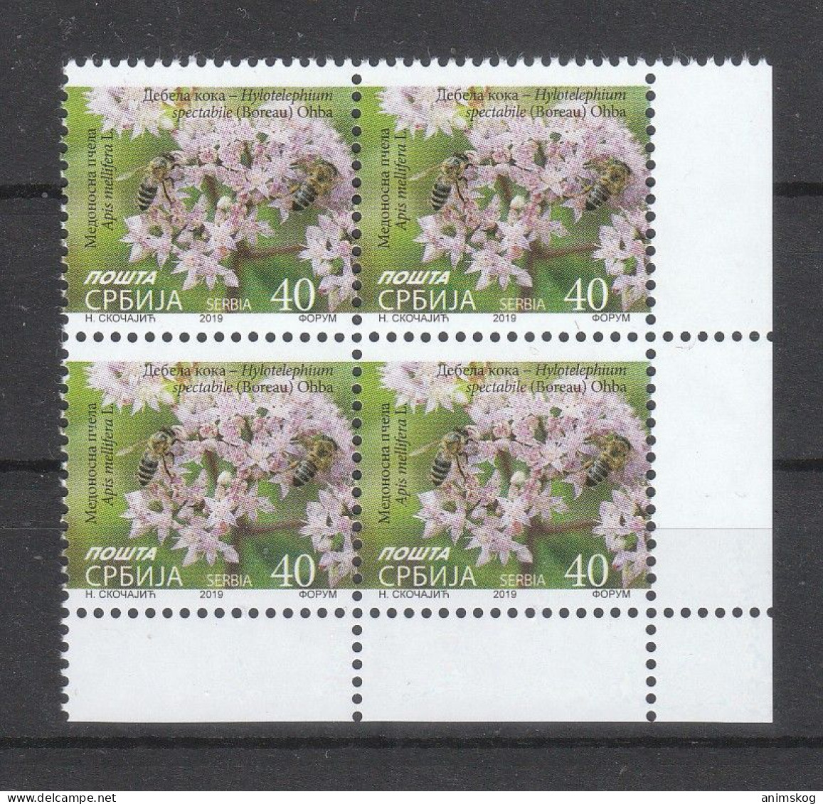 Serbien 2019**, Fetthenne / Serbien 2019, MNH, Stonecrop - Serbie