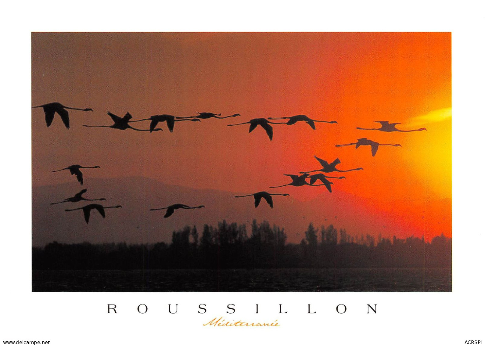 ROUSSILLON Vol De Flamands Roses Au Soleil Couchanr 15(scan Recto-verso) MA483 - Roussillon