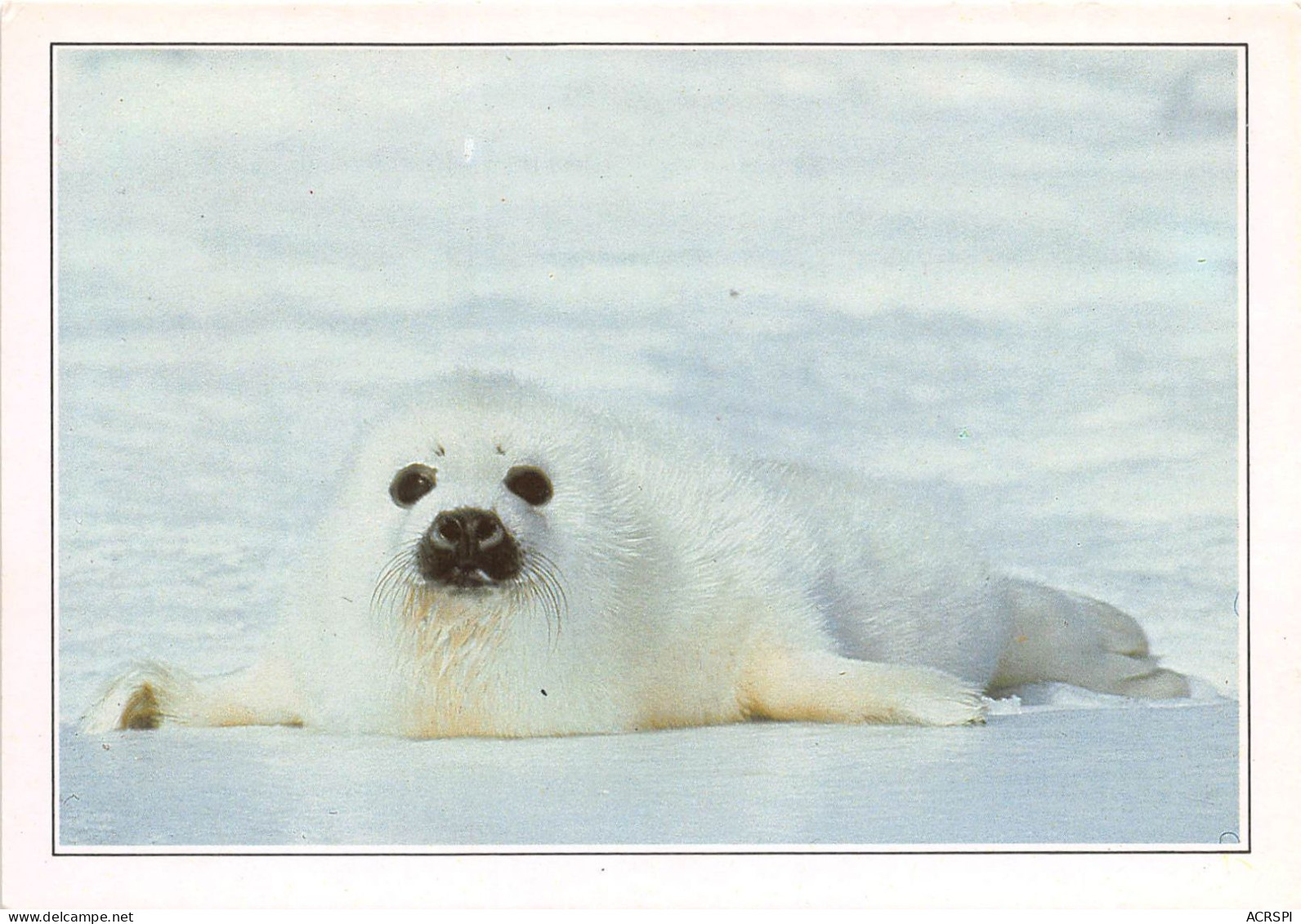 CANADA LABRADOR Phoque Sur Les Cotes Du Labrador 16(scan Recto-verso) MA497 - Moderne Ansichtskarten