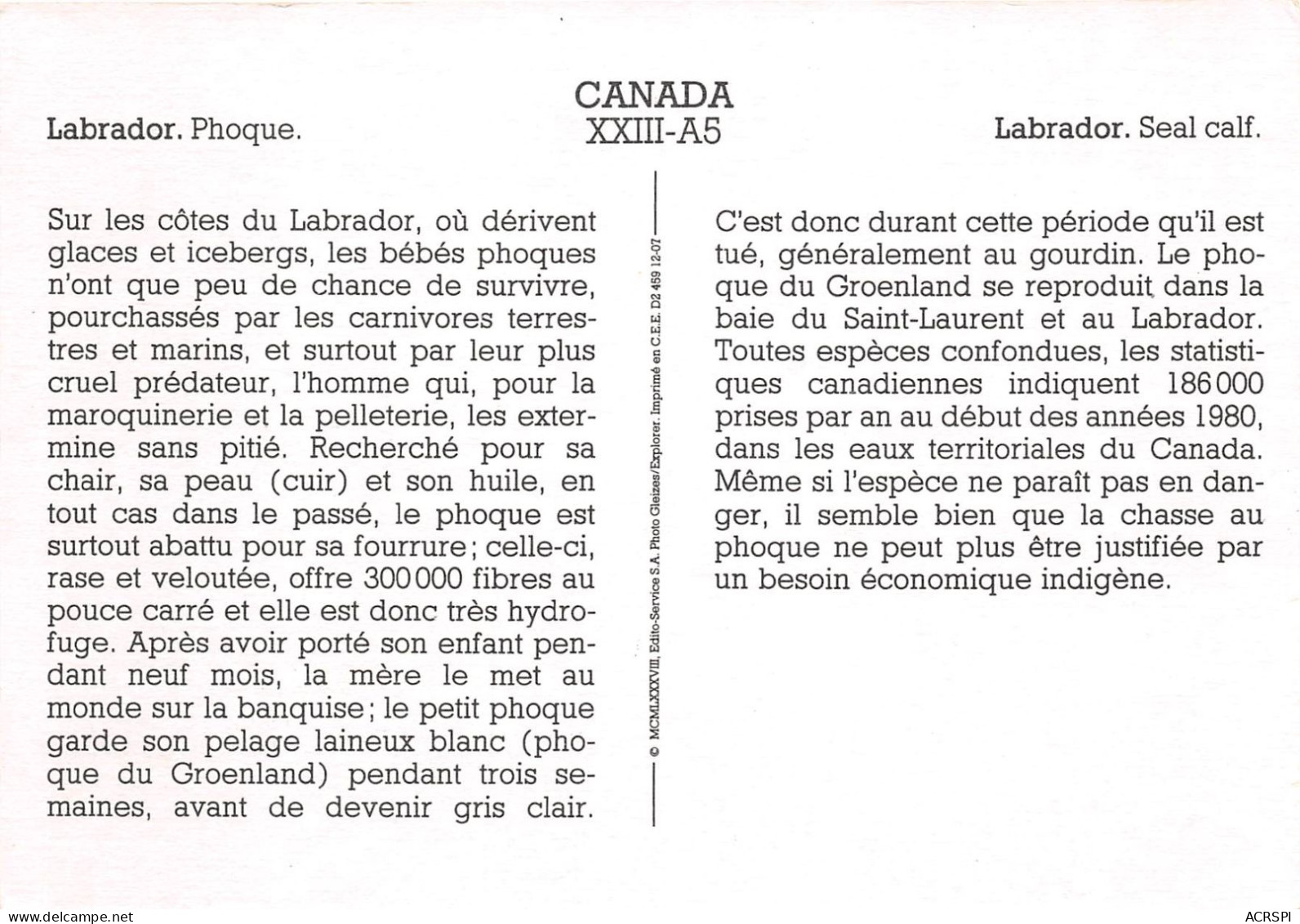 CANADA LABRADOR Phoque Sur Les Cotes Du Labrador 16(scan Recto-verso) MA497 - Moderne Kaarten
