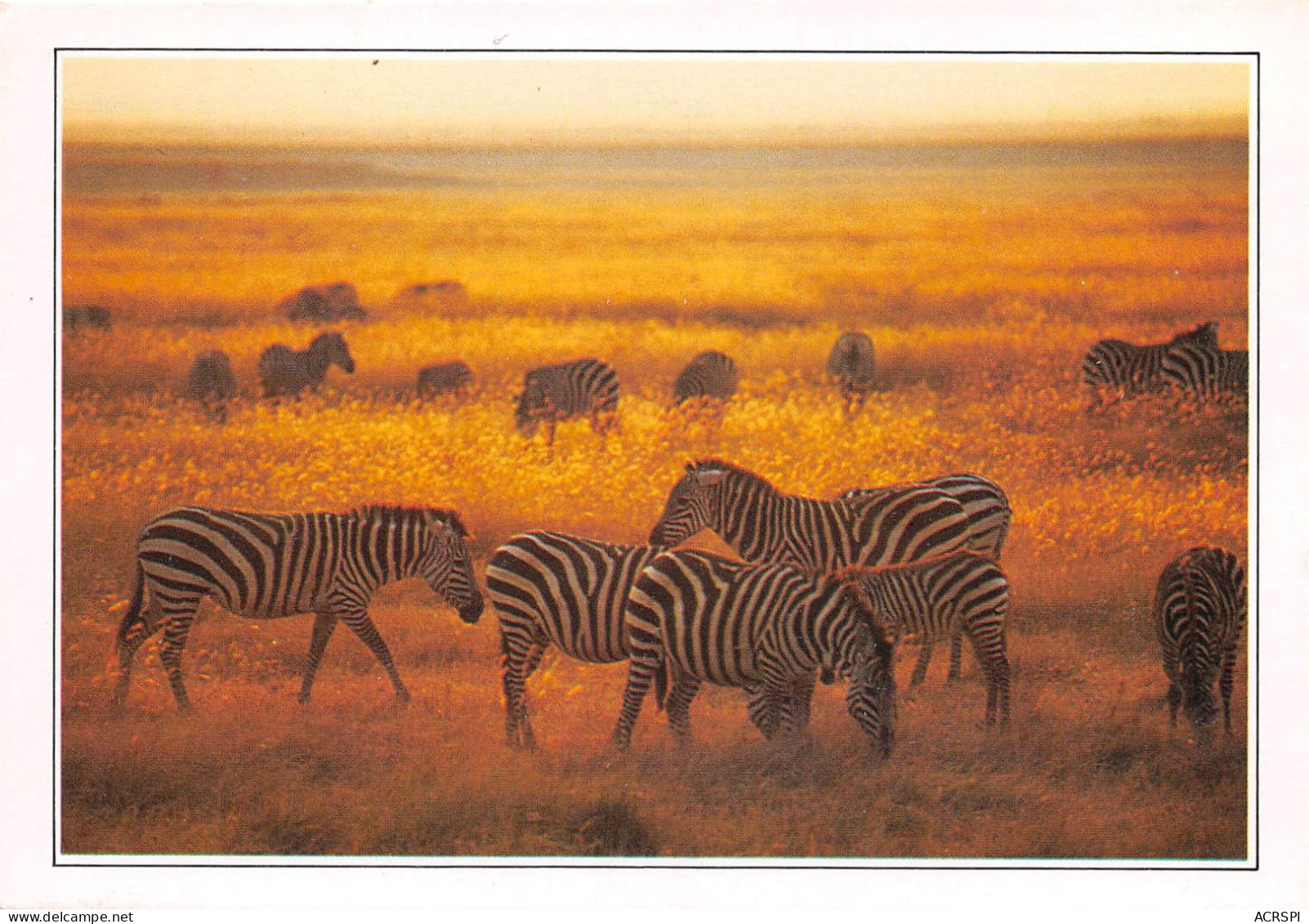 TANZANIE Parc National De Serengeti Zebres De Grant 20(scan Recto-verso) MA497 - Tanzanie