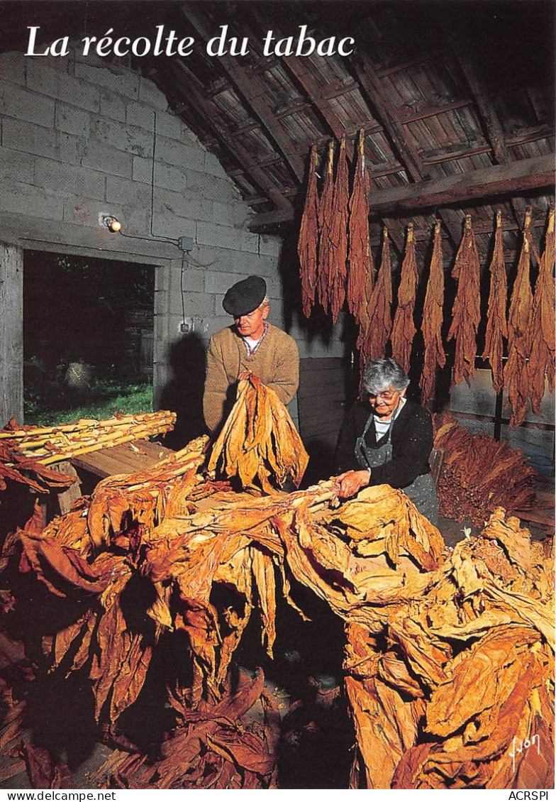 Couleurs Et Lumiere De France La Recolte Du Tabac 14(scan Recto-verso) MA493 - Artisanat