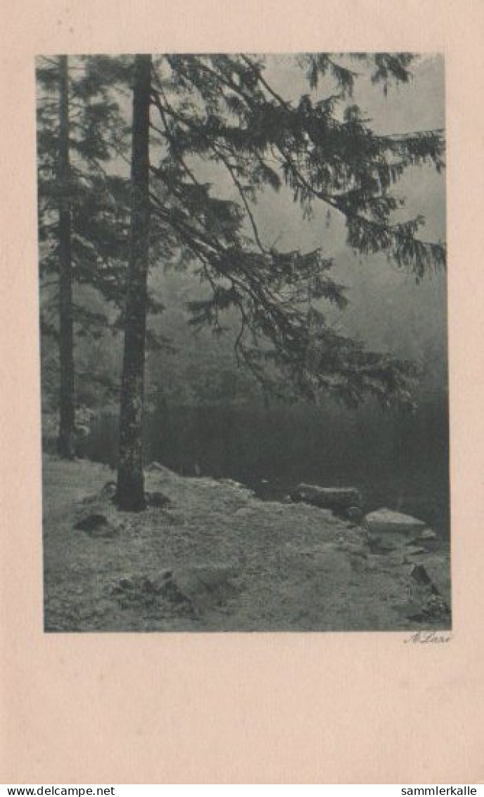 7895 - Nadelbäume - Ca. 1935 - Landkarten