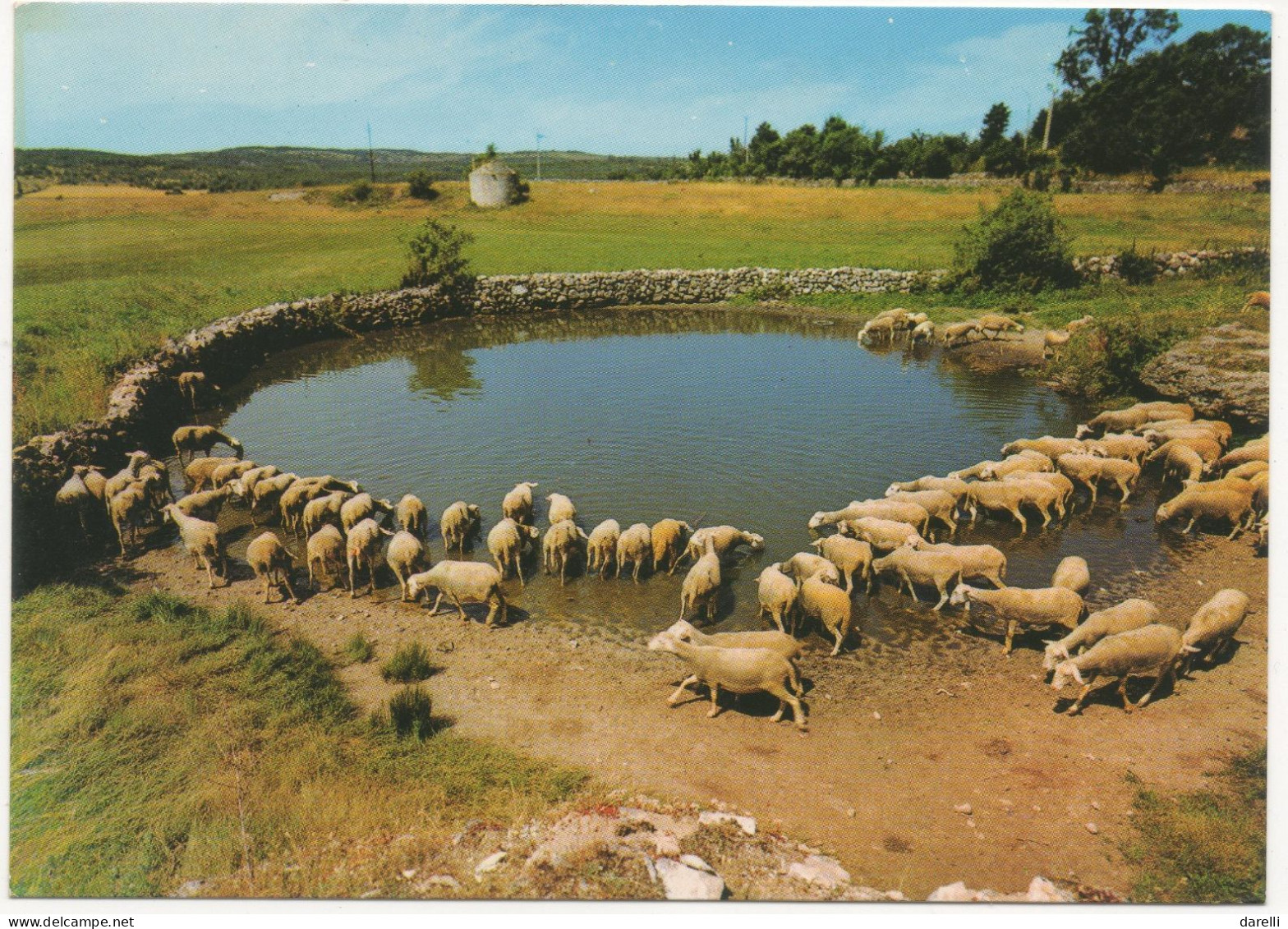 CP -TRANSHUMANCE  Moutons Au Pays Des Grandes Causses - Edition Spéciale Société Roquefort - Elevage