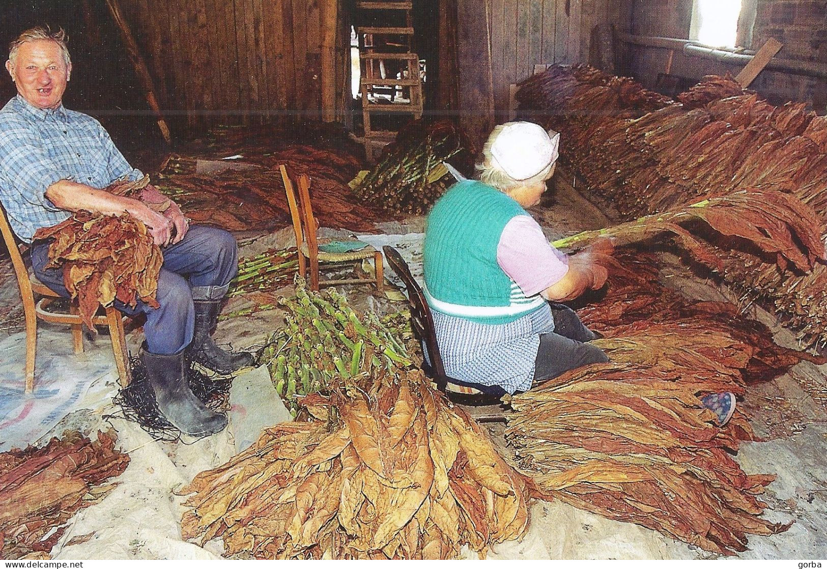 *CPM - Le Séchage Du Tabac - Paysans