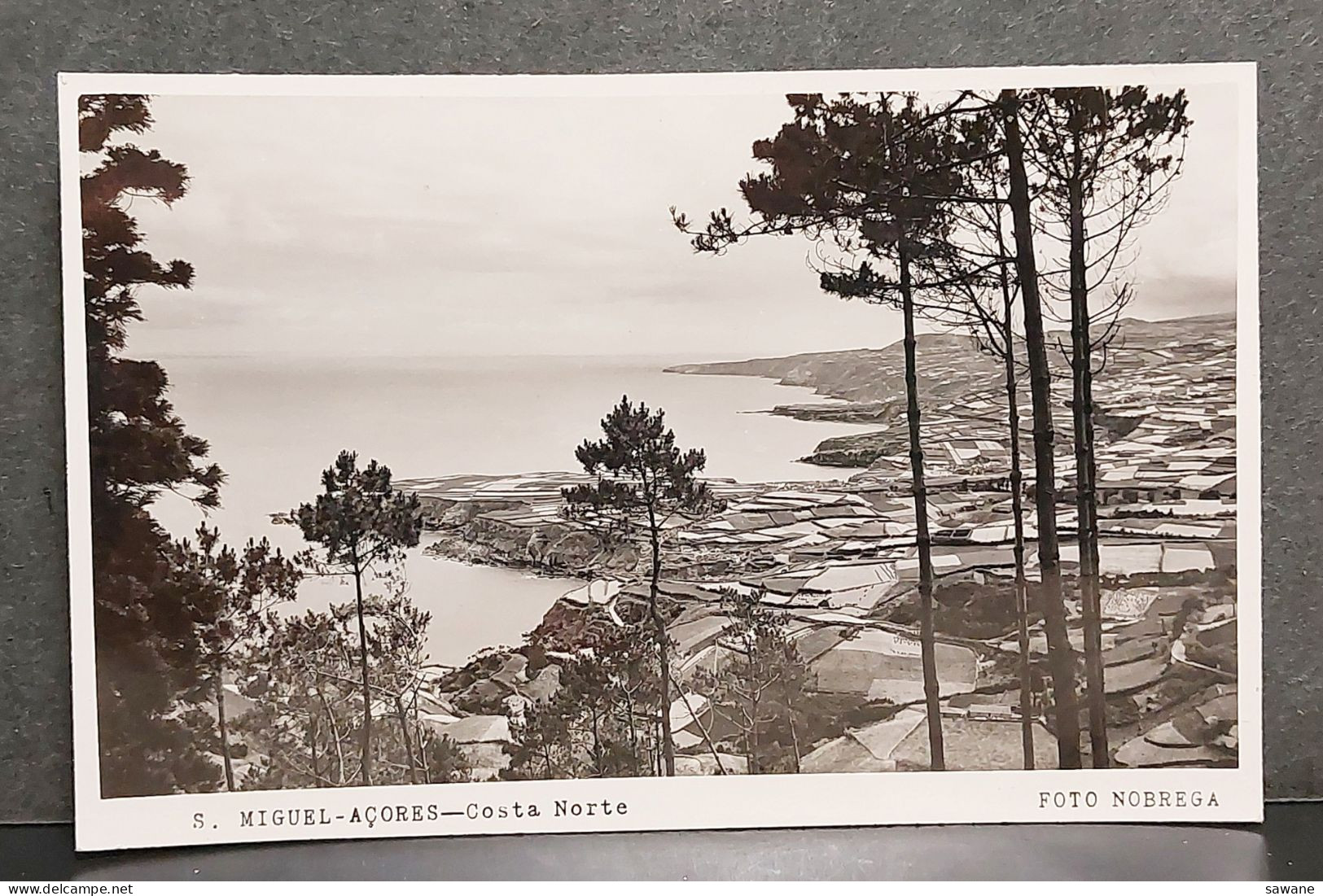 PORTUGAL , ACORES , S. MIGUEL , COSTA NORTE , FOTO NOBREGA , LOT 174 - Açores