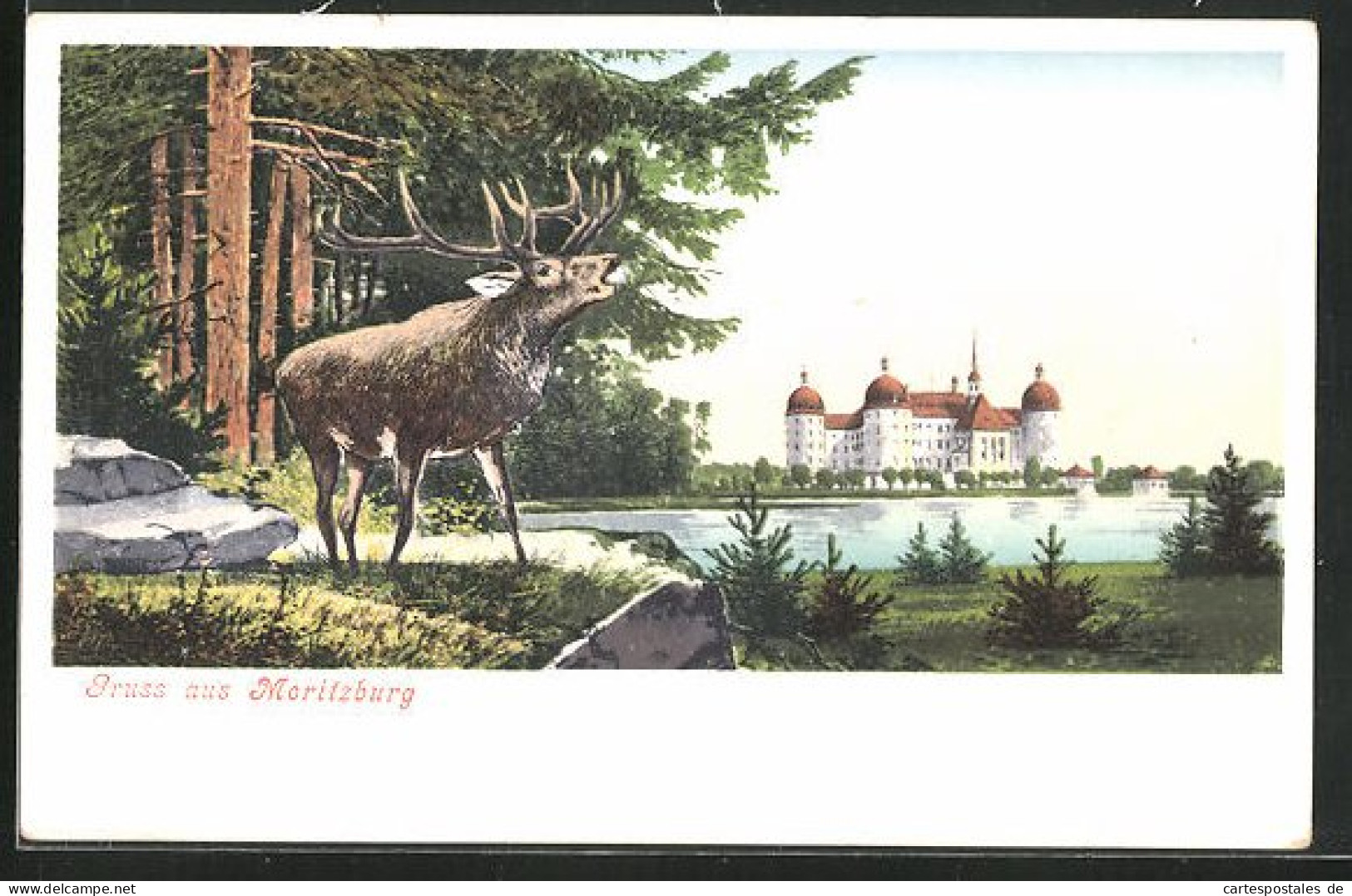 AK Moritzburg, Ein Hirsch Am Ufer Mit Blick Zur Burg  - Moritzburg