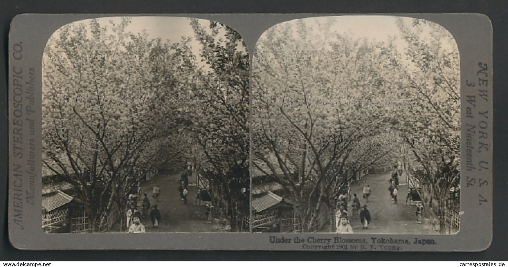 Stereo-Fotografie American Stereoscopic Co., New York, Ansicht Yokohama, Strasse Mit Blühenden Kirschbäumen  - Stereo-Photographie