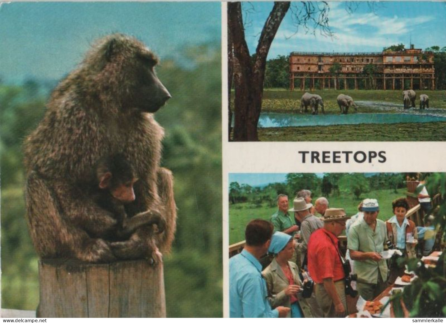 105133 - Kenia - Aberdare-Nationalpark, Treetops Hotel - Ca. 1980 - Kenia