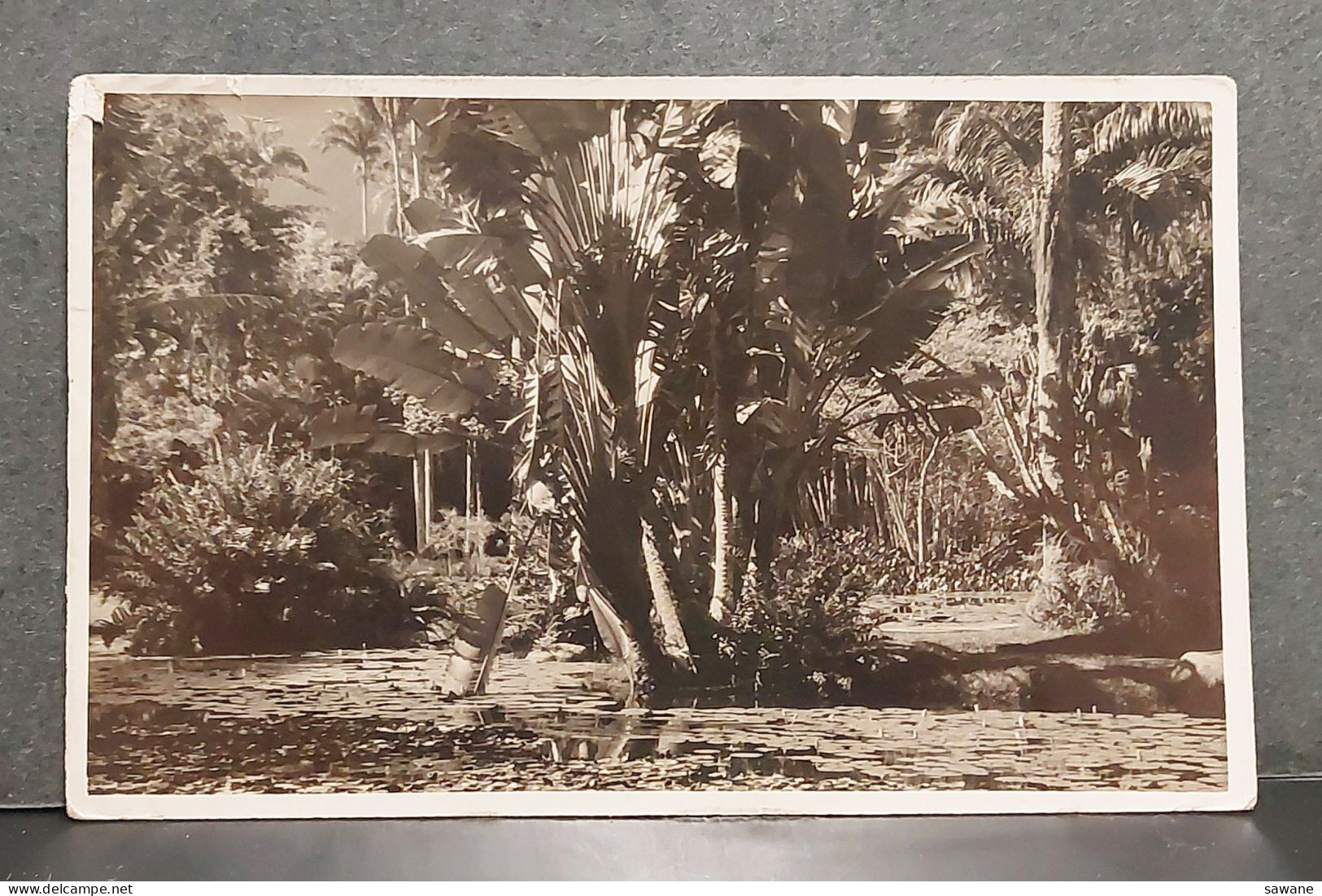 BRASIL , RIO DE JANEIRO , ASPECTO DO JARDIM BOTANICO , LOT 174 - Rio De Janeiro