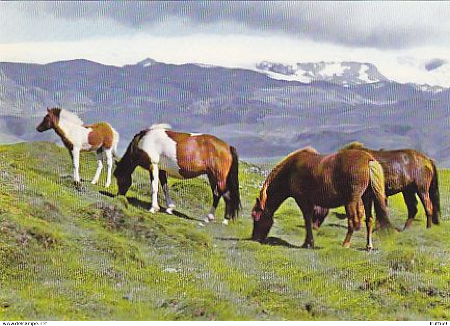 AK 212637 ICELAND - Gracing Ponies In Eyjaföllum - IJsland