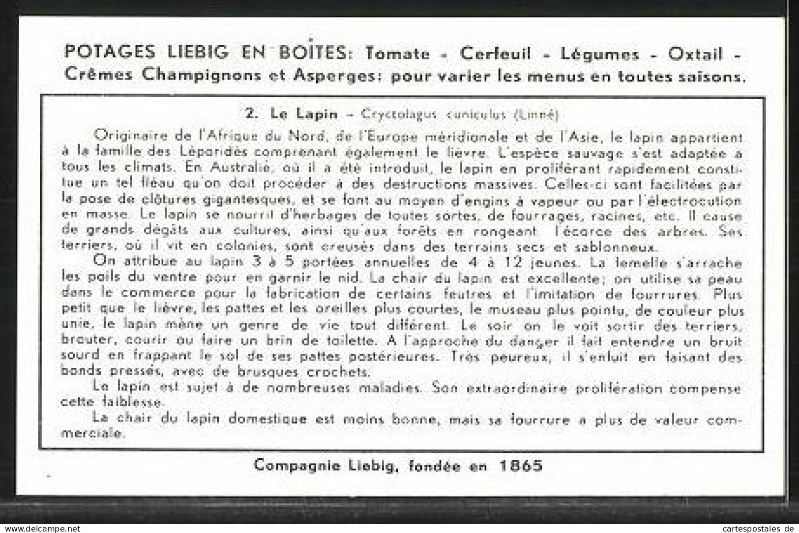 Sammelbild Liebig, Les Rongeurs, 2. Le Lapin  - Liebig