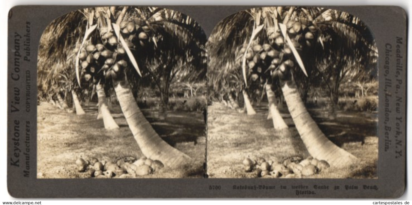 Stereo-Fotografie Keystone View Co., Meadville / PA., Ansicht Palm Beach / FL, Kokosnuss Bäume Im Weissen Sand  - Photos Stéréoscopiques