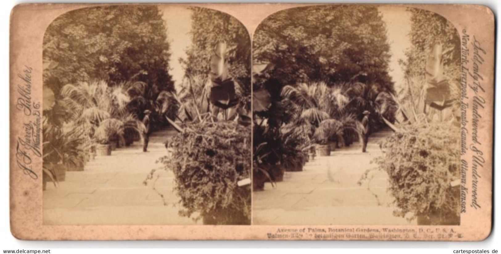 Stereo-Fotografie J. F. Jarvis, Washington D.C., Ansicht Washington D.C., Avenue Of Palms, Botanical-Garden  - Photos Stéréoscopiques