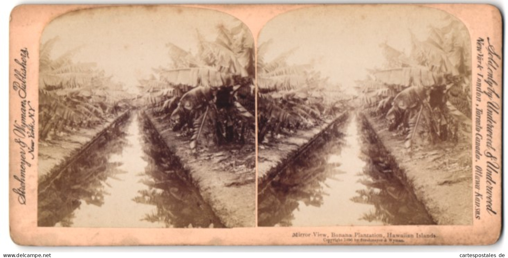 Stereo-Fotografie Strohmeyer & Wyman, New York, Ansicht Hawaii, Mirror View Banana Plantation  - Photos Stéréoscopiques