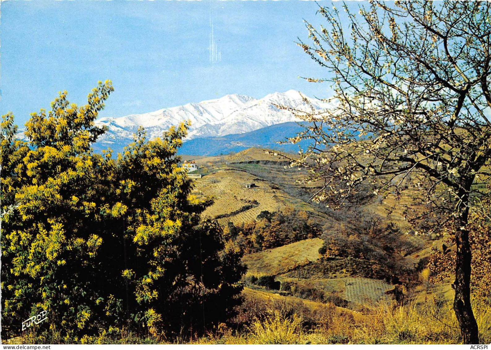 Roussillon Le Vallespir Cerisiers Et Mimosas En Fleurs Devant Le Canigou Alt 2785m 7(scan Recto-verso)MA593 - Roussillon