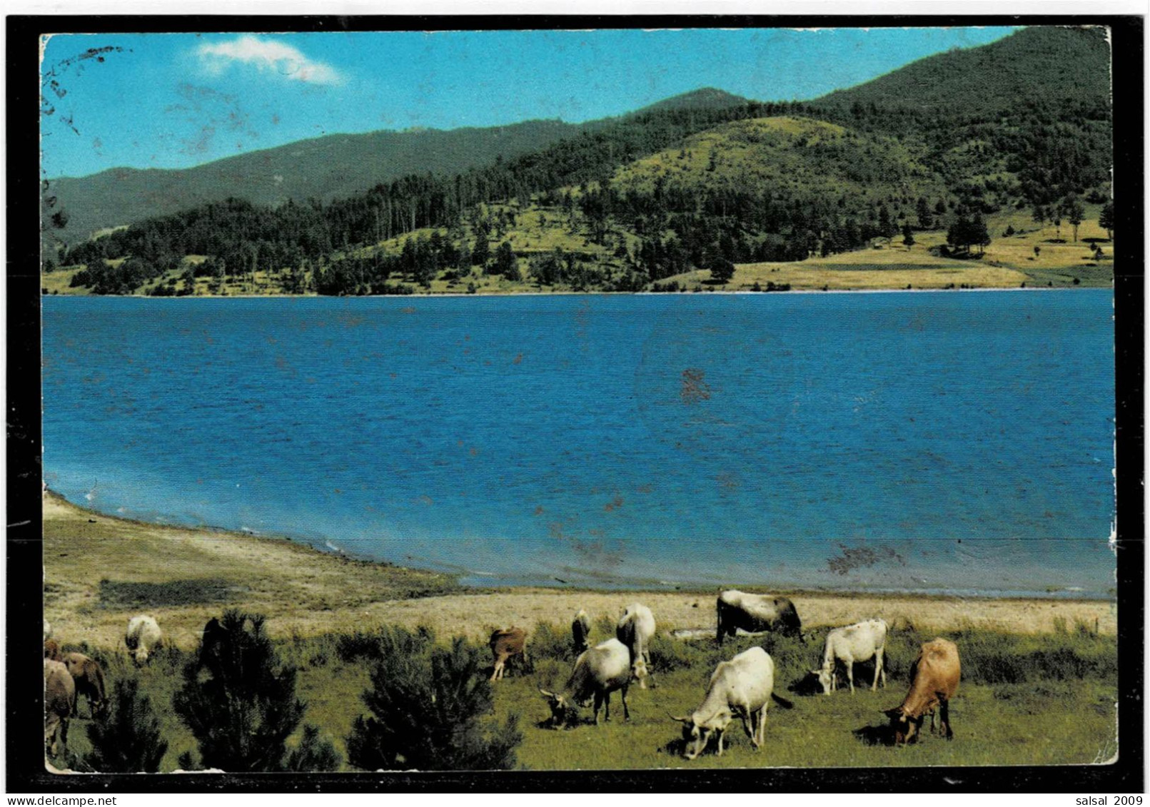 ITALIA ,cartolina Viaggiata Da Catanzaro ,"La Sila Con Il Lago Ampollina" ,qualita Buona - Catanzaro