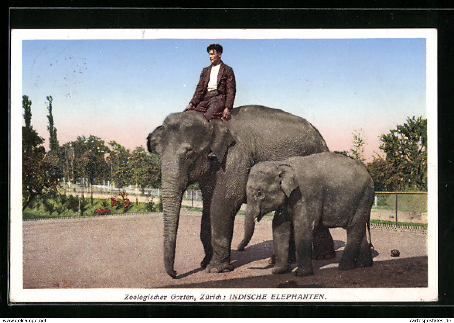 AK Zürich, Indische Elefanten Mit Reiter Im Zoo  - Éléphants