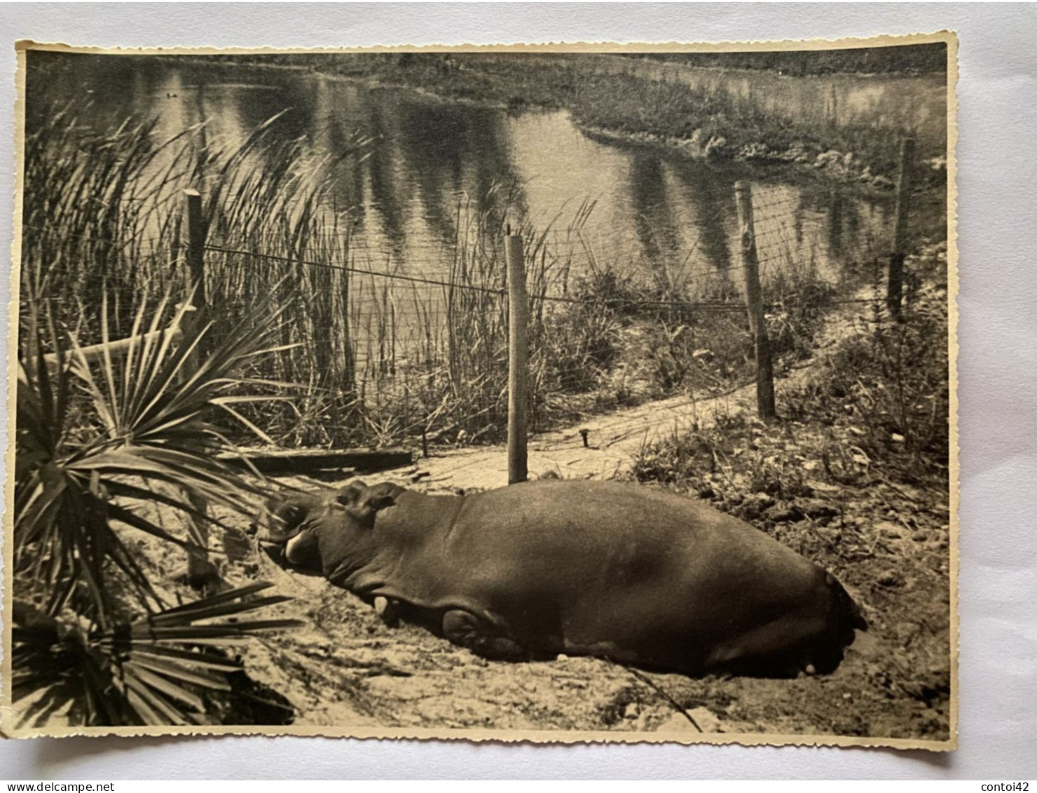 SILVER SPRINGS FLORIDE PHOTOGRAPHIE ORIGINALE VINTAGE 1940 ANIMAUX HIPPOPOTAME ETATS-UNIS AMERIQUE - América