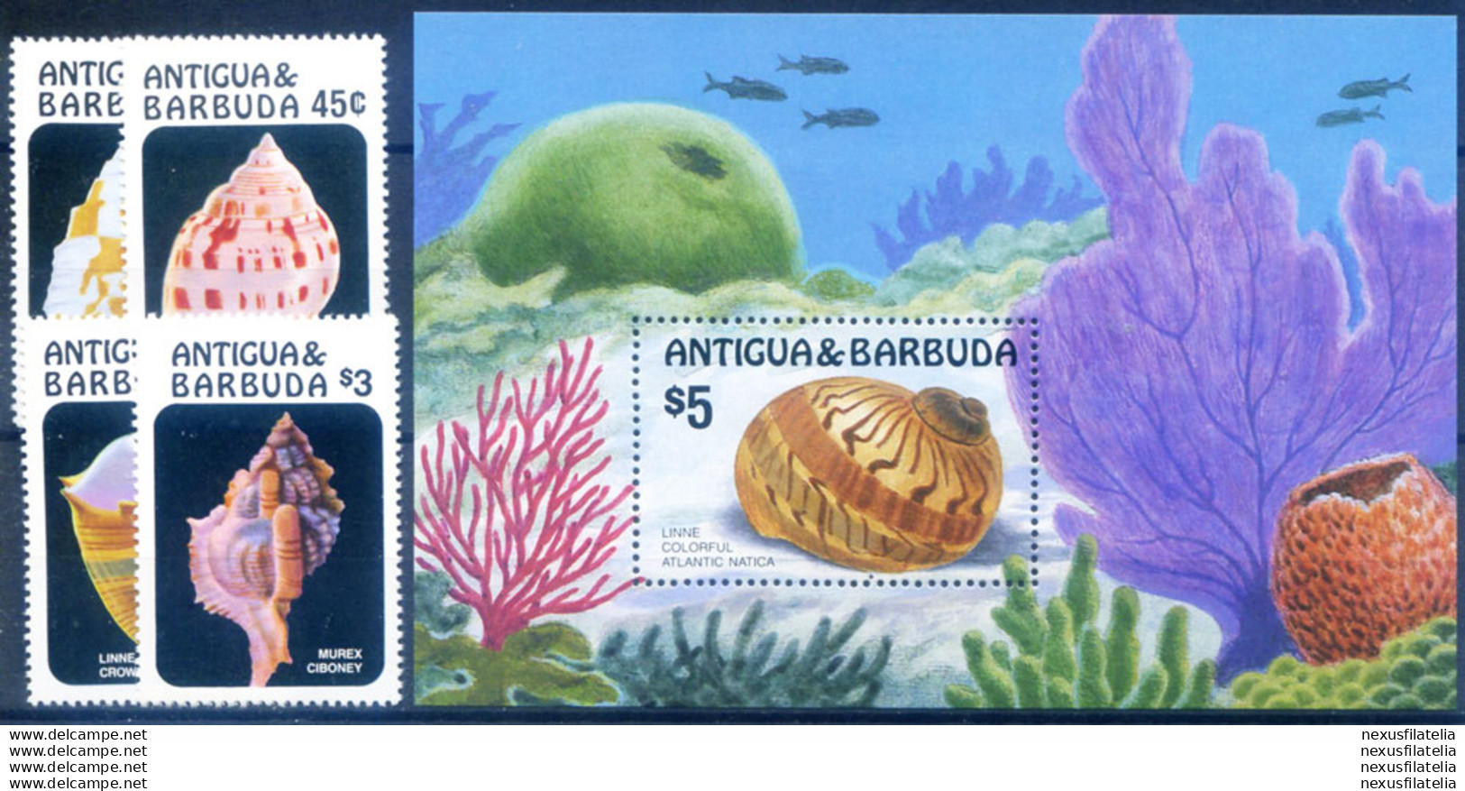 Conchiglie 1986. - Antigua And Barbuda (1981-...)