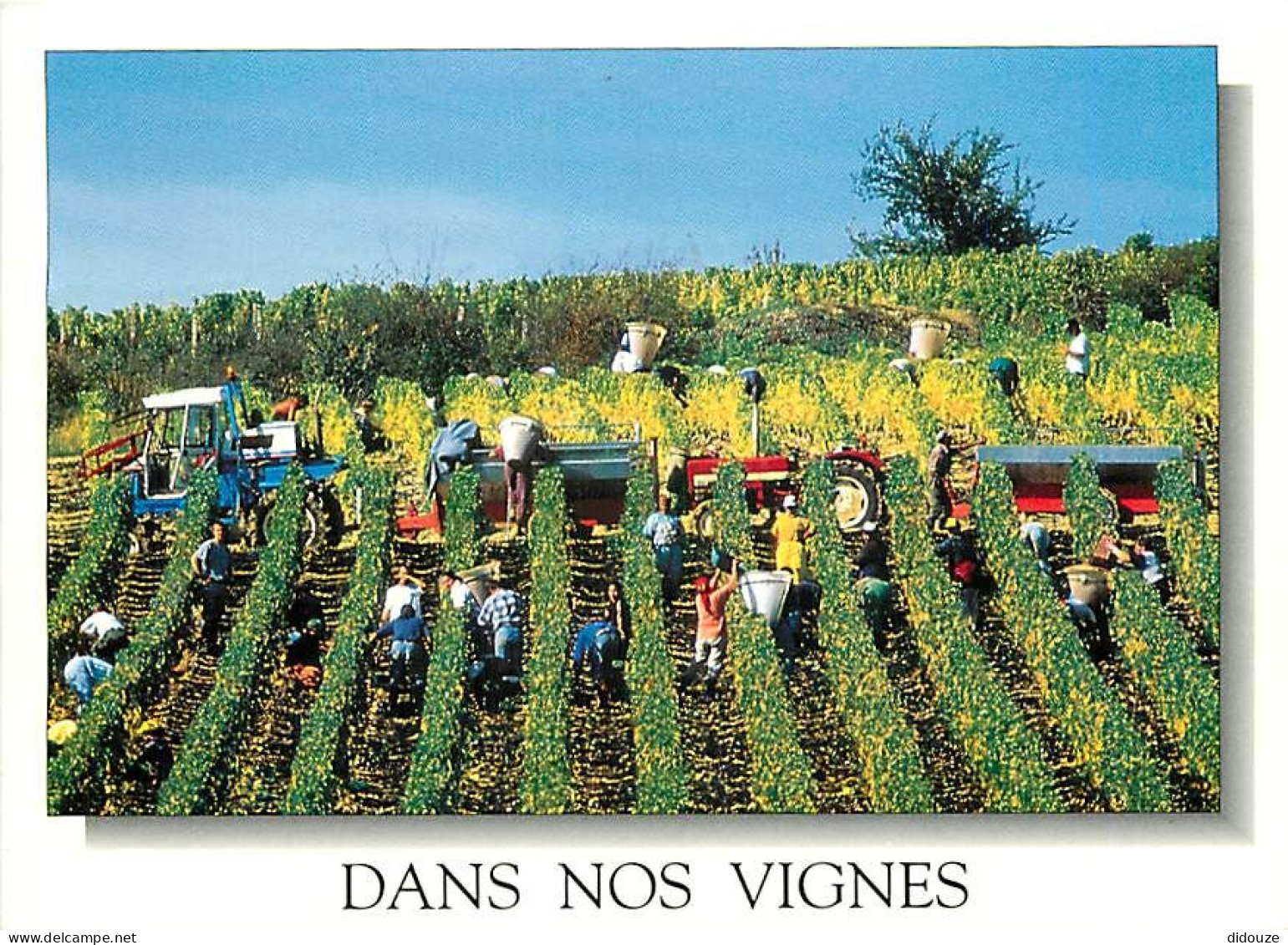 Vignes - Scènes De Vendanges - Tracteur - CPM - Voir Scans Recto-Verso - Vignes