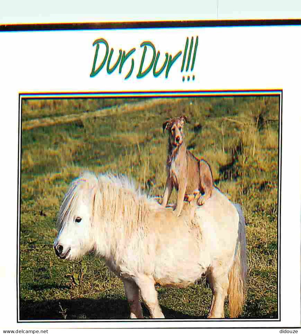 Animaux - Chevaux - Poney Shetland Et Chiot Picard - Carte Humoristique - CPM - Voir Scans Recto-Verso - Chevaux