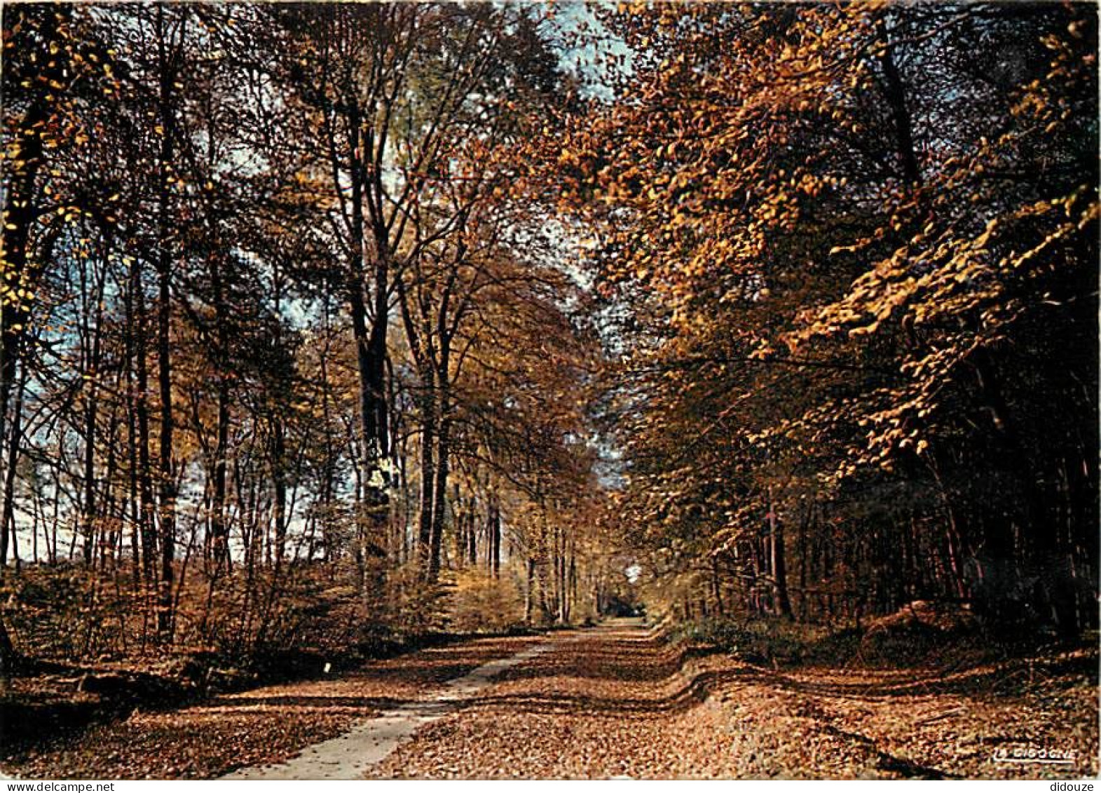 Forêt - Arbres - CPM - Voir Scans Recto-Verso - Trees