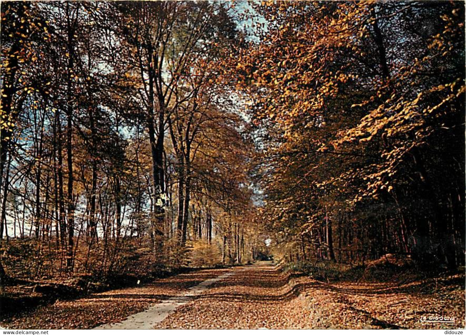 Forêt - Arbres - CPM - Voir Scans Recto-Verso - Arbres